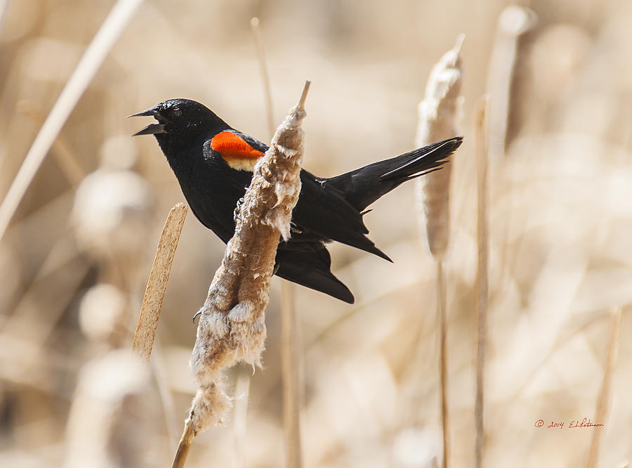 Sing To Me Red-winged Black Bird Photograph by Ed Peterson