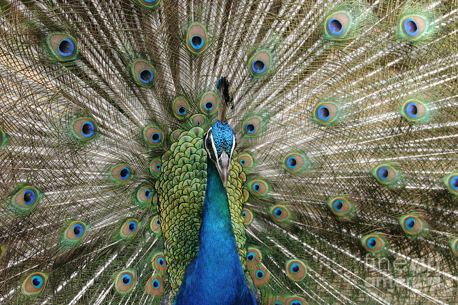 Peacock Photograph - Sing to the Sanctified by Sharon Mau