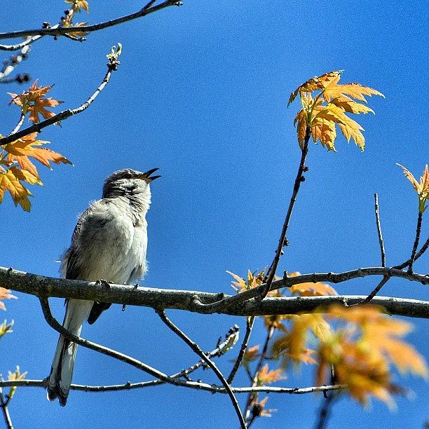 Bird Photograph - Sing Your Song by Penni DAulerio