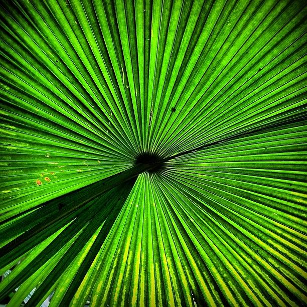 Nature Photograph - #singapore #igers #iphonesia by Andrew Mowat