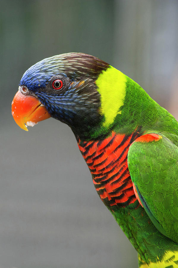 Parrot Photograph - Singapore, Jurong Bird Park by Cindy Miller Hopkins
