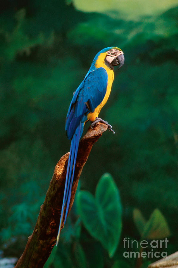 Bird Photograph - Singapore Macaw At Jurong Bird Park  by Anonymous