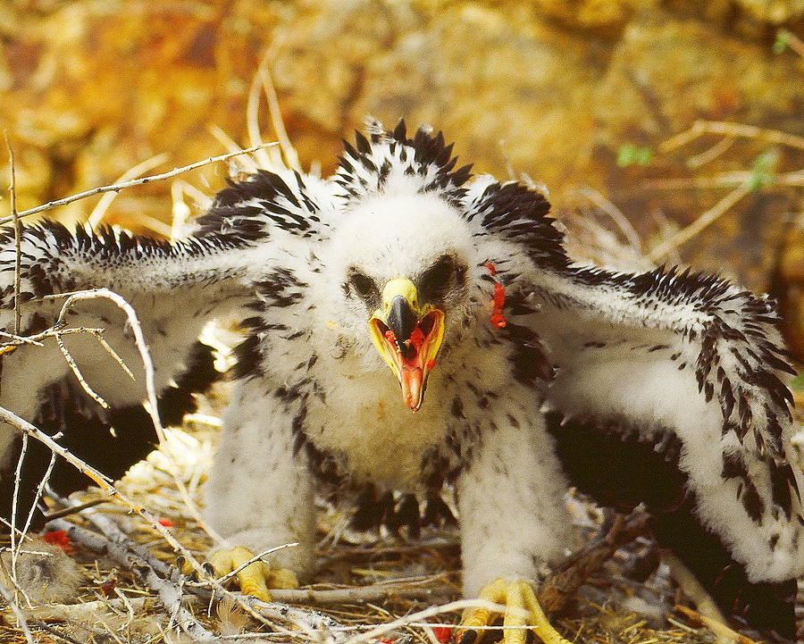 Singatze Golden Eagle Photograph by Jim Snyder