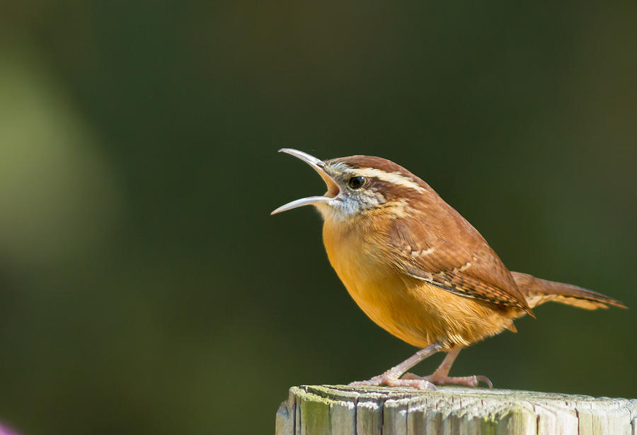 Nature Photograph - Singing A Song by Jody Merritt