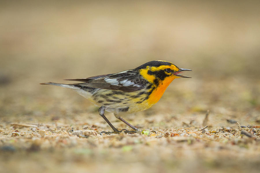 Bird Photograph - Singing Blackburnian Warbler by Chris Hurst