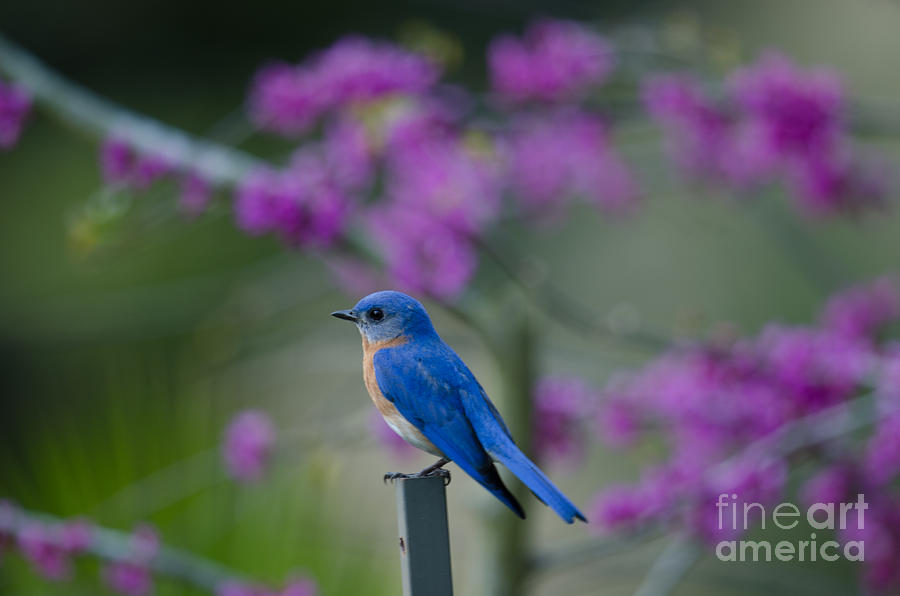 Singing Blue Bird Photograph