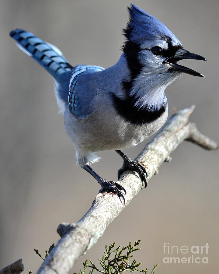 Bird Photograph - Singing Blue Jay by Charles Trinkle