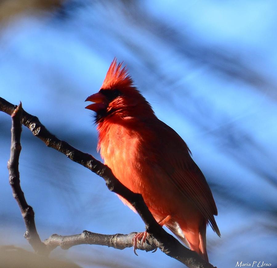 Singing Cardinal Photograph by Maria Urso