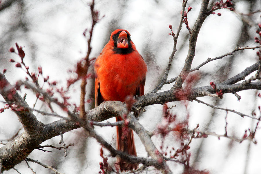 Singing Cardinal Photograph by Trina  Ansel