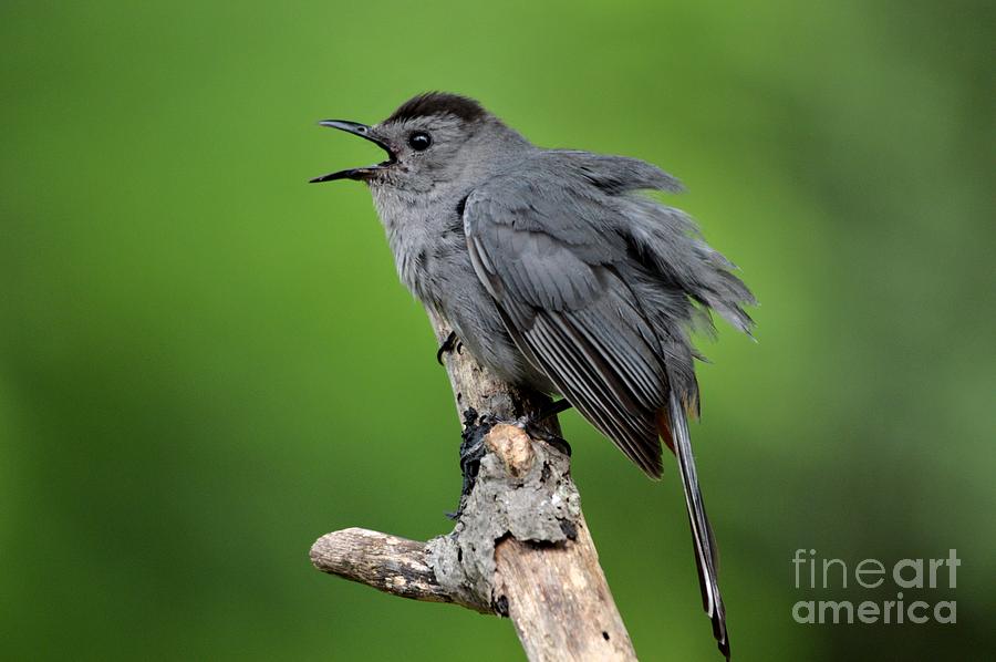 Singing Catbird Photograph by Charles Trinkle - Fine Art America