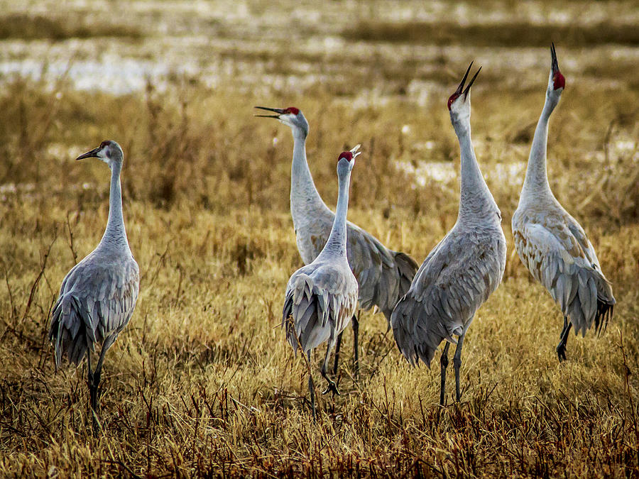 Singing Cranes Photograph by Jean Noren