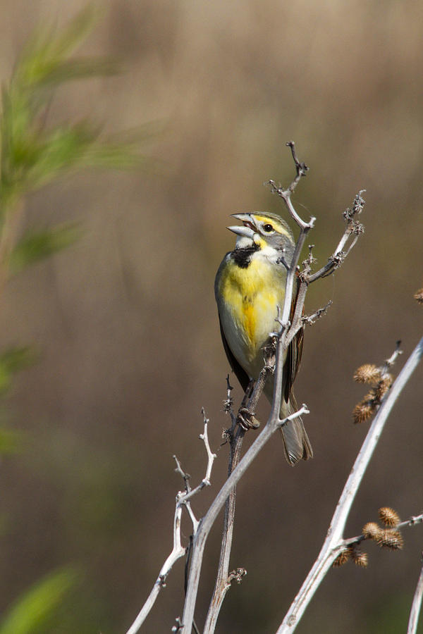 Birds Photograph - Singing Dickcissel by Jill Bell