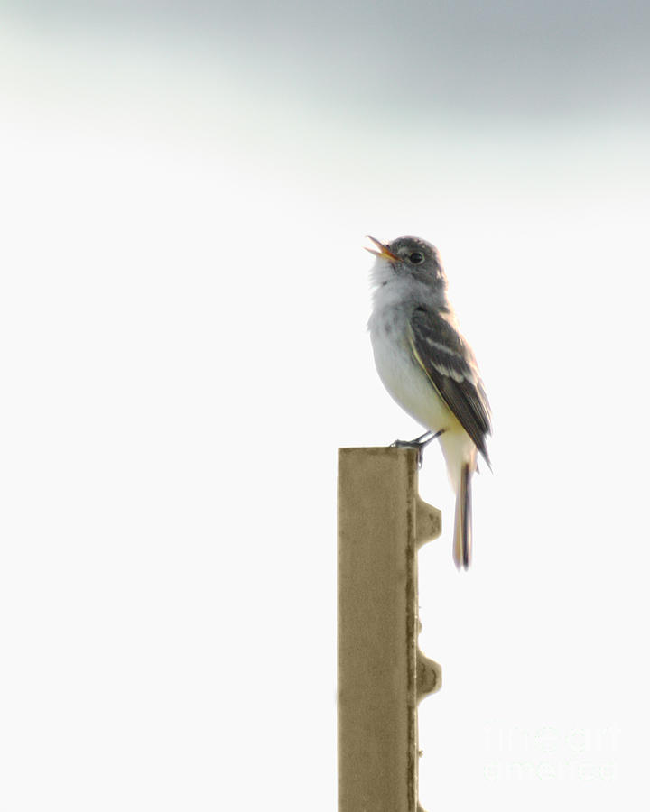 Singing Flycatcher Photograph by Anita Oakley