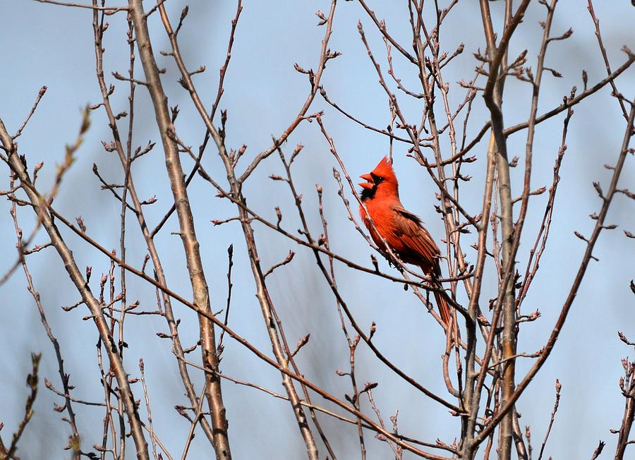 Singing for a mate Photograph by Bonfire Photography