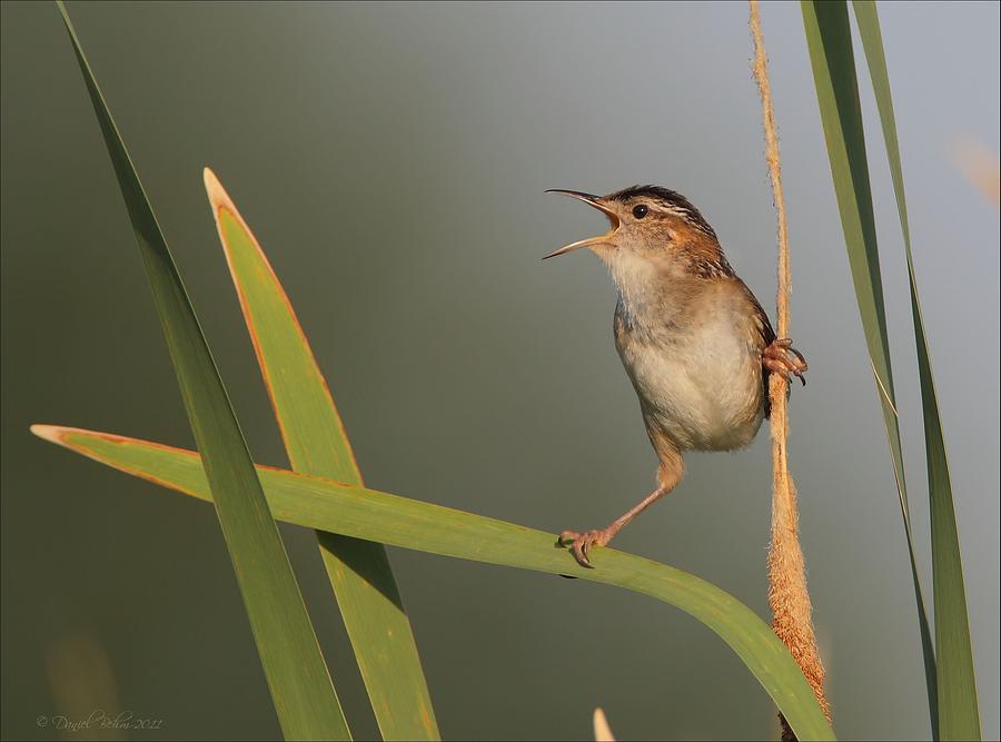 Singing Marsh Wren Photograph by Daniel Behm