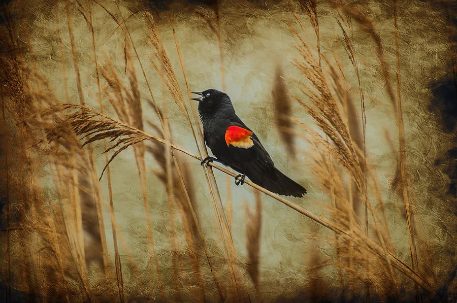 Singing Red Wing Photograph by Cathy Kovarik