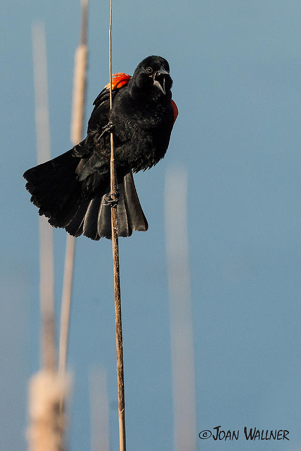Wildlife Photograph - Blackbird Melody by Joan Wallner