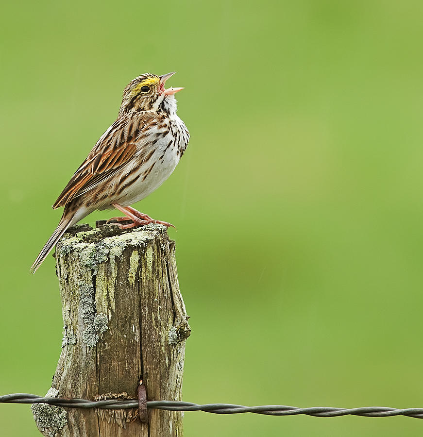 Singing Savannah Sparrow Photograph by John Vose