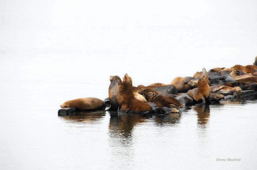 Singing Seals Photograph by Donna Blackhall