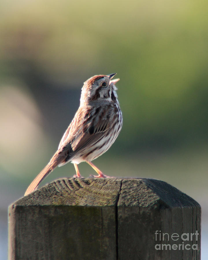 Singing Song Sparrow Photograph by Anita Oakley