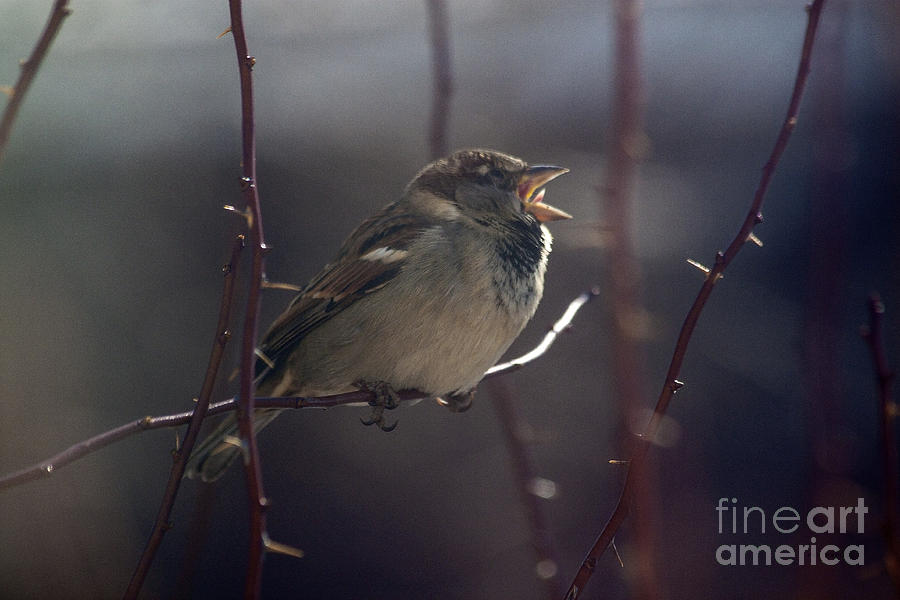 Sparrow Photograph - Singing Song Sparrow  by Janice Pariza