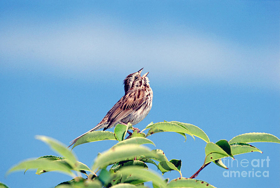 Singing Song Sparrow Photograph by John W Bova