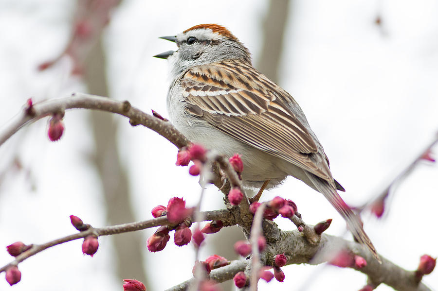 Singing Sparrow in Arboretum Photograph by Natural Focal Point Photography