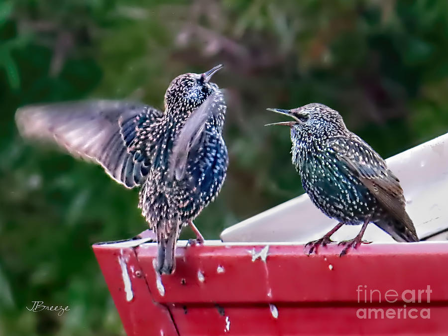 Singing Starlings Photograph by Jennie Breeze
