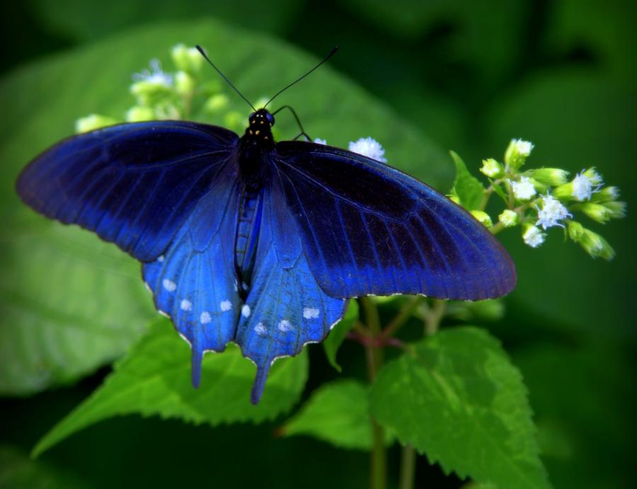 SINGING the BLUES Photograph by Karen Wiles