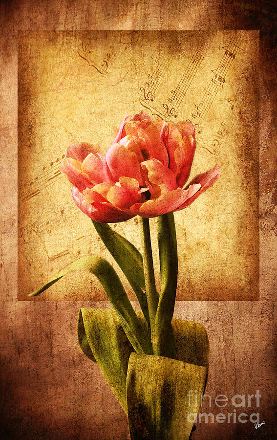Singing Tulip Photograph by Alana Ranney