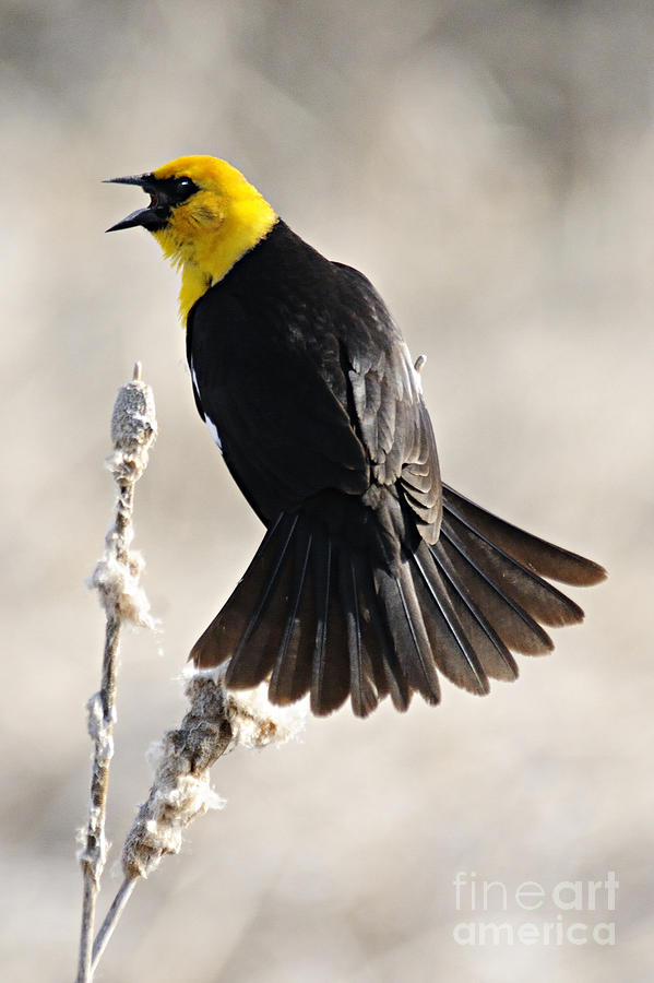Singing Yellow Headed Blackbird Photograph by Larry Ricker