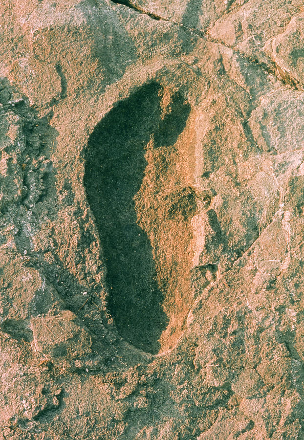 Single Adult Fossilized Hominid Footprint Photograph by John Reader/science Photo Library