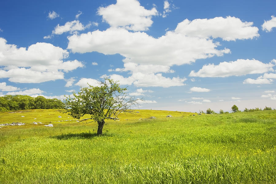 Single Apple Tree In Maine Blueberry Field Photograph by Keith Webber Jr