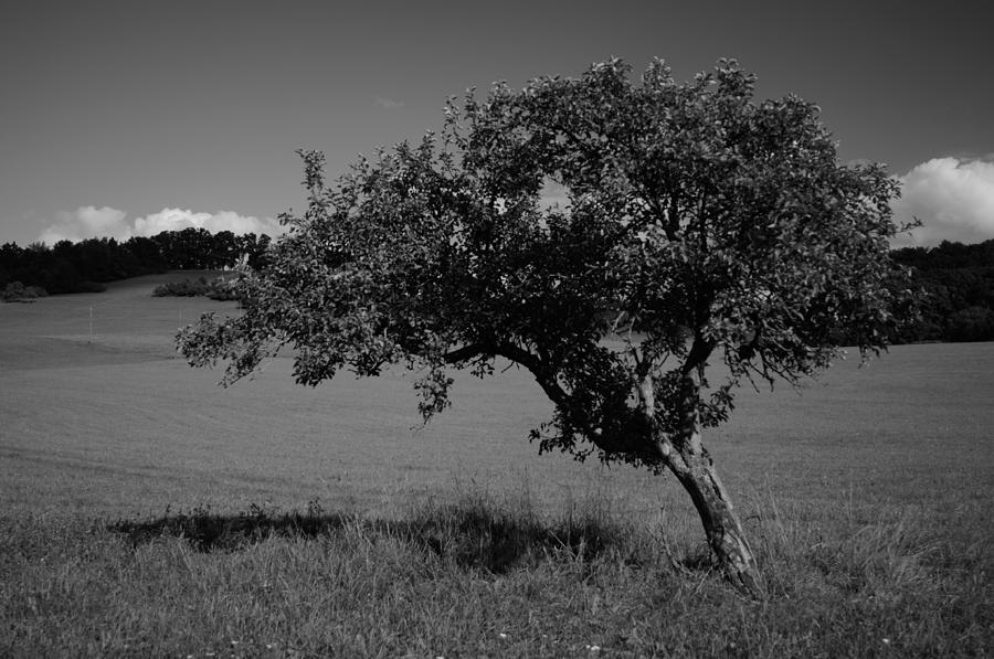 Single Apple Tree Photograph by Miguel Winterpacht
