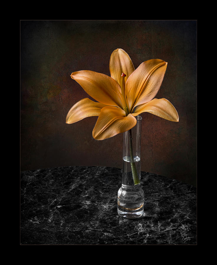 Single Asiatic Lily in Vase Photograph by Endre Balogh