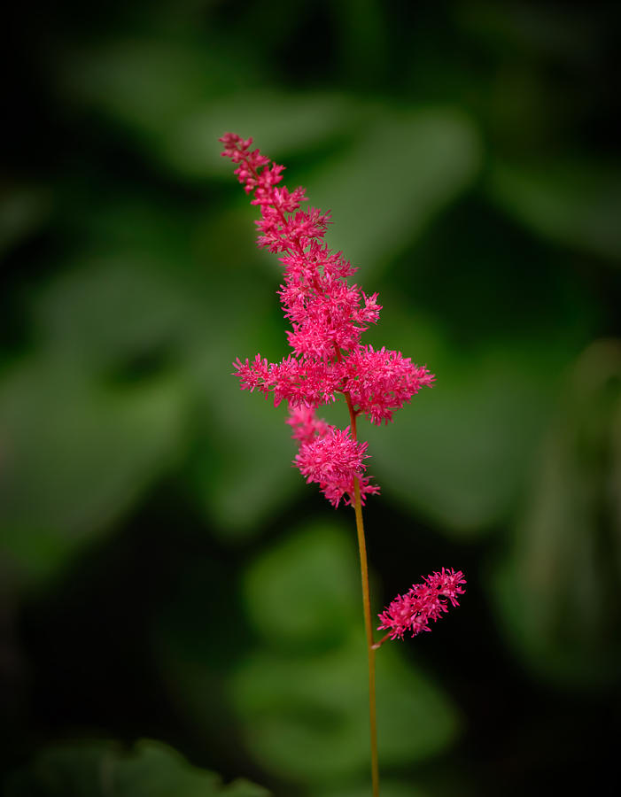 Single Astilbe Photograph by Robert Mitchell