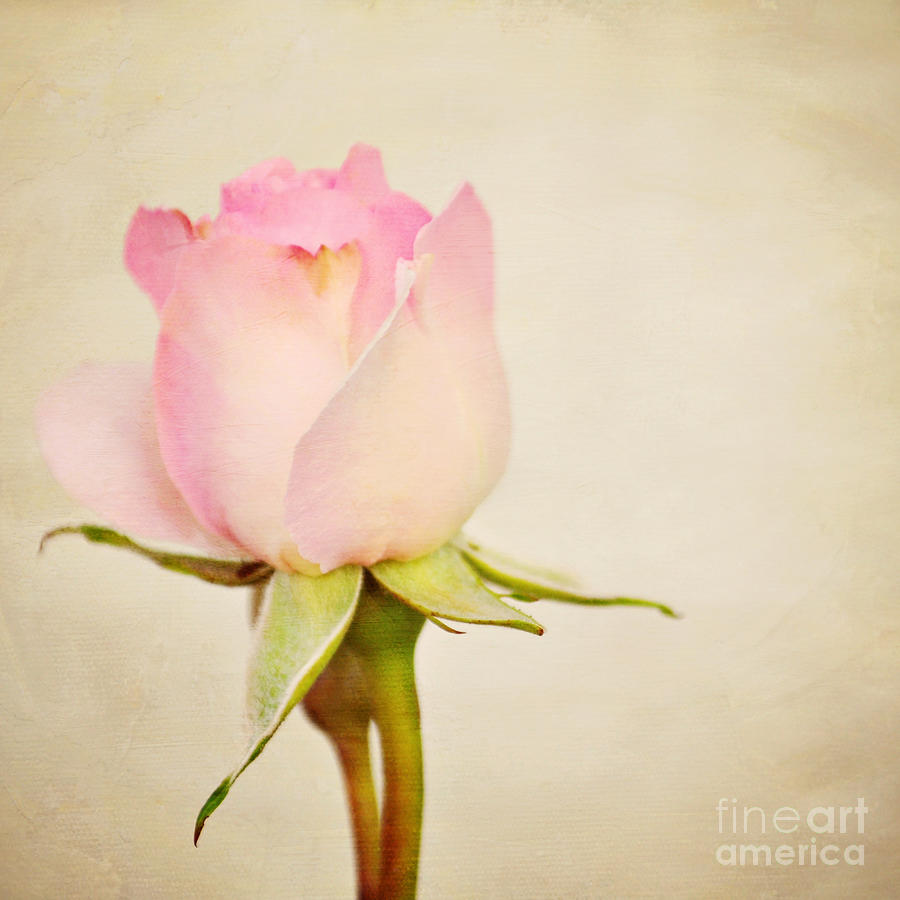 Still Life Photograph - Single baby pink rose by Lyn Randle