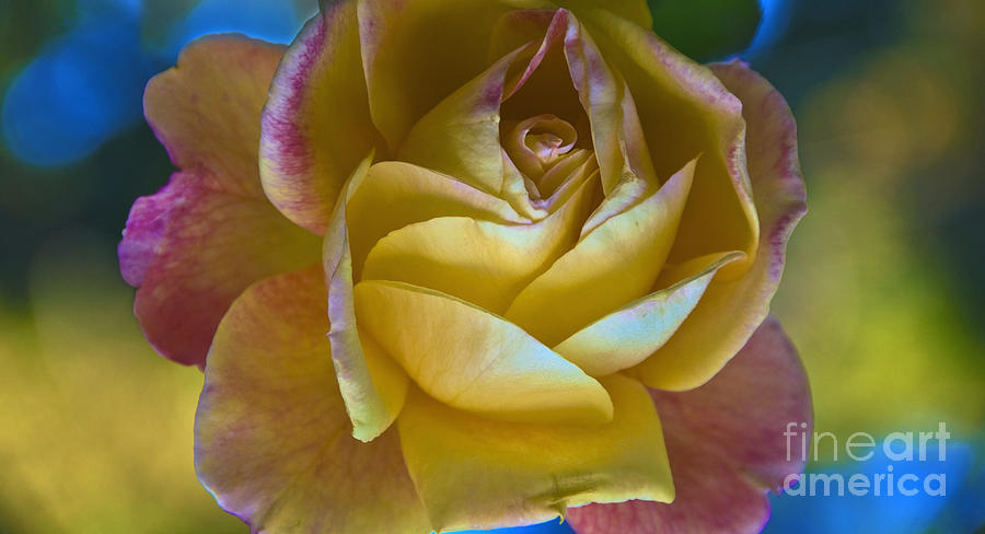 Yellow Rose with Pink closeup Macro Photograph by David Zanzinger