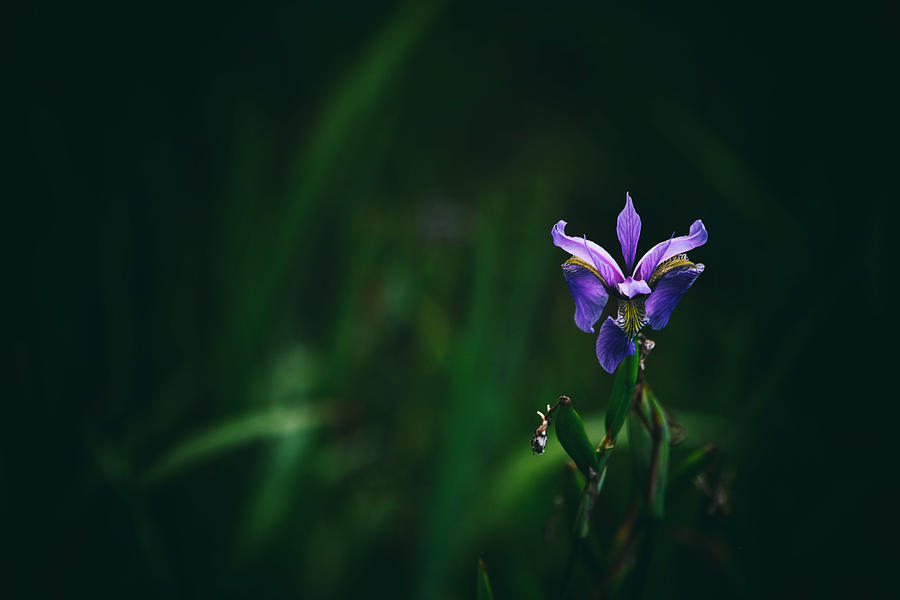 Garden Photograph - Single Bloom by Karol Livote