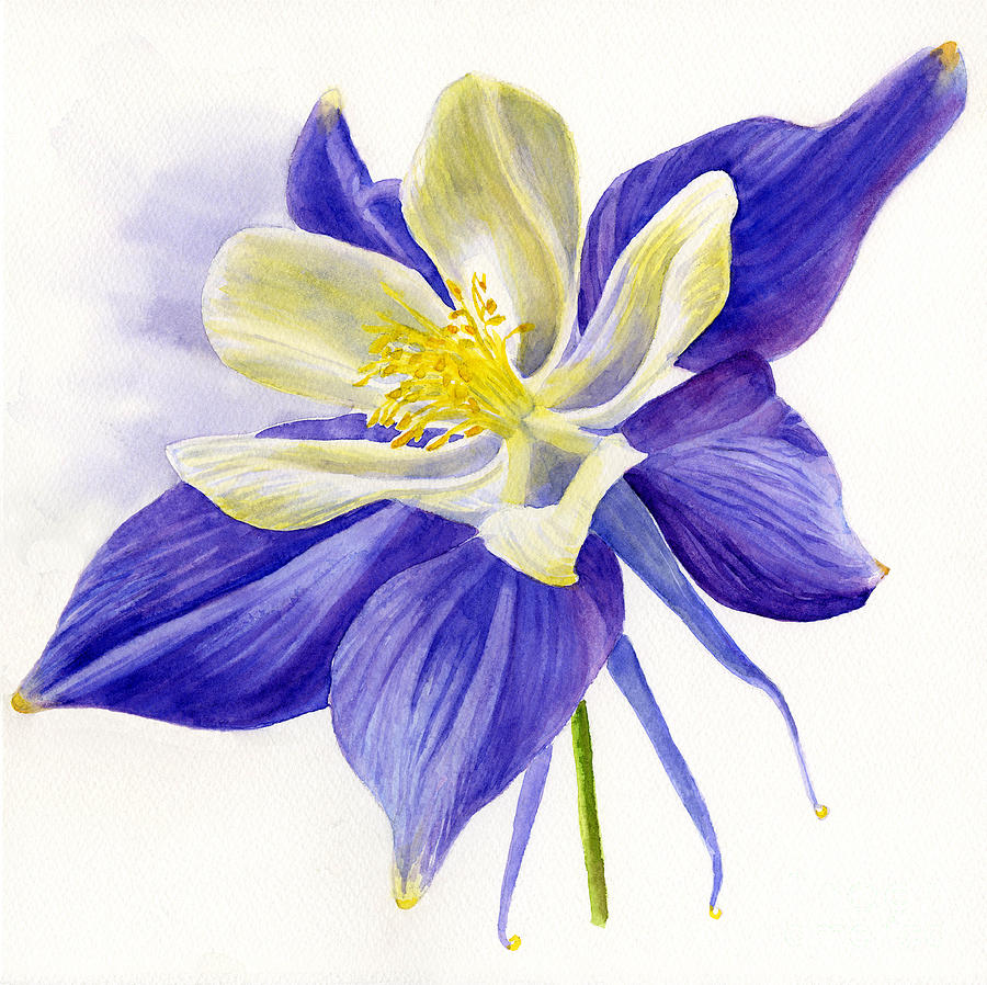 Single Blue Columbine Painting by Sharon Freeman