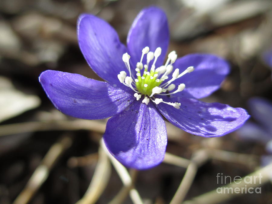 Single Blue Wood Anemone Photograph by Martin Howard