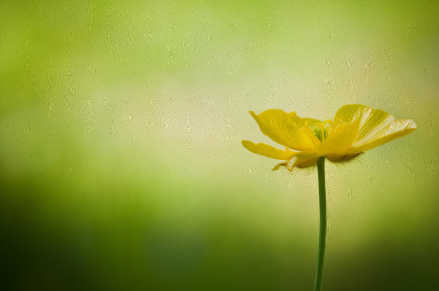 Spring Photograph - Single buttercup digital painting by Matthew Gibson