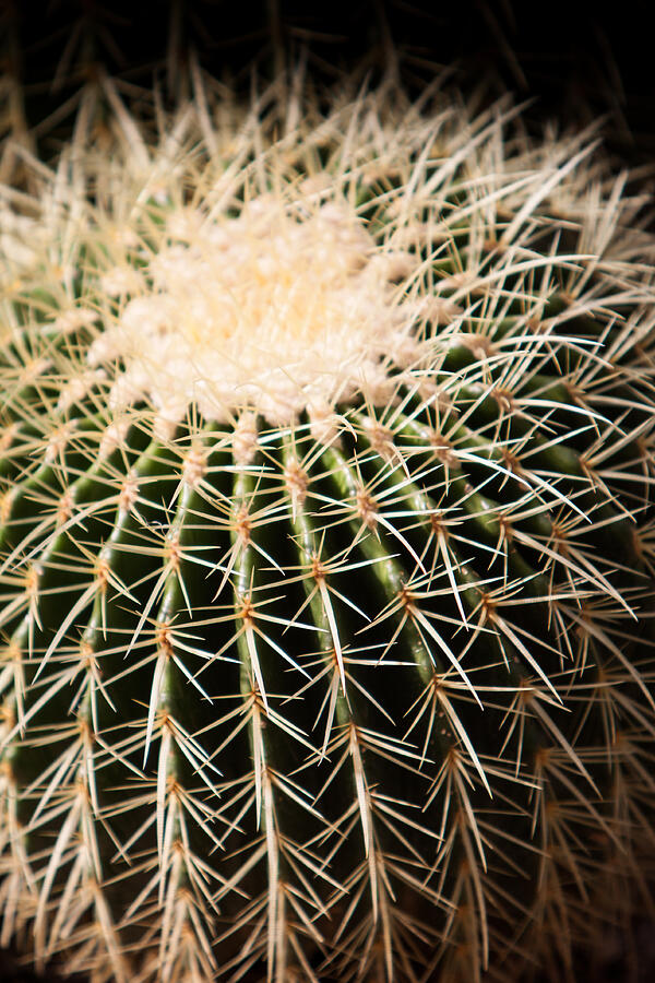 Single Cactus Ball Photograph by John Wadleigh