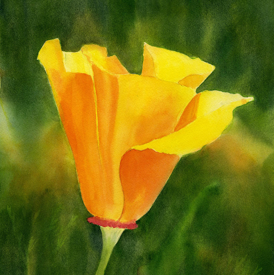 Single California Poppy by Sharon Freeman