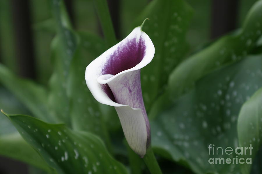 Single Calla Photograph by Living Color Photography Lorraine Lynch