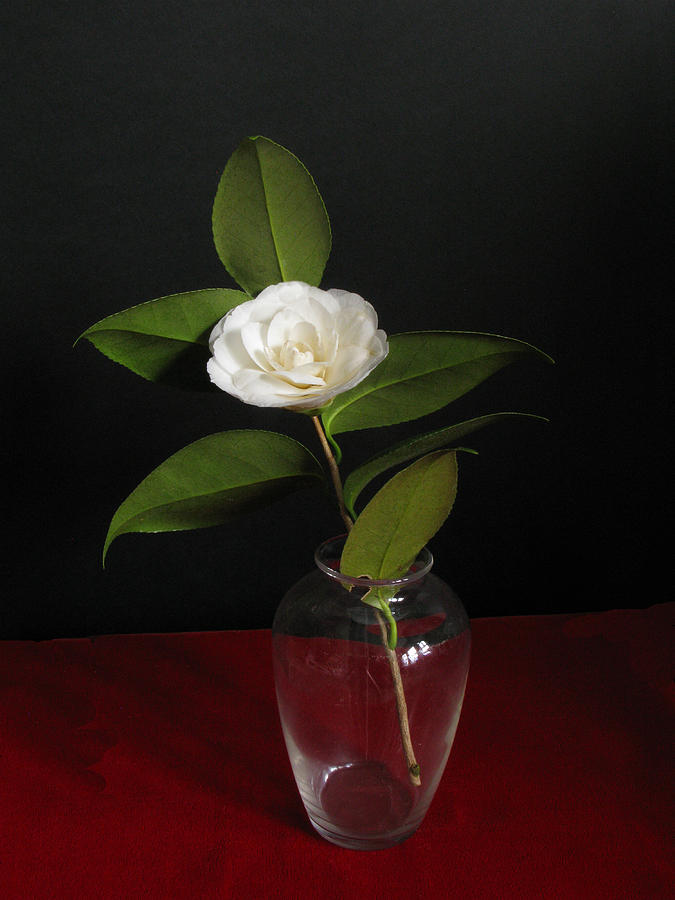 Single Camillia in Glass Vase Photograph by Richard Singleton