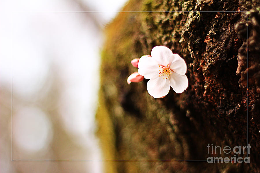 Single Cherry Blossom Blooming from Tree Trunk Photograph by Beverly Claire Kaiya