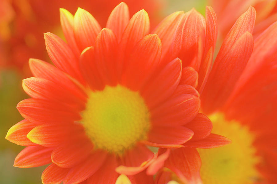 Single Chrysanthemum macho Photograph by Maria Mosolova/science Photo Library
