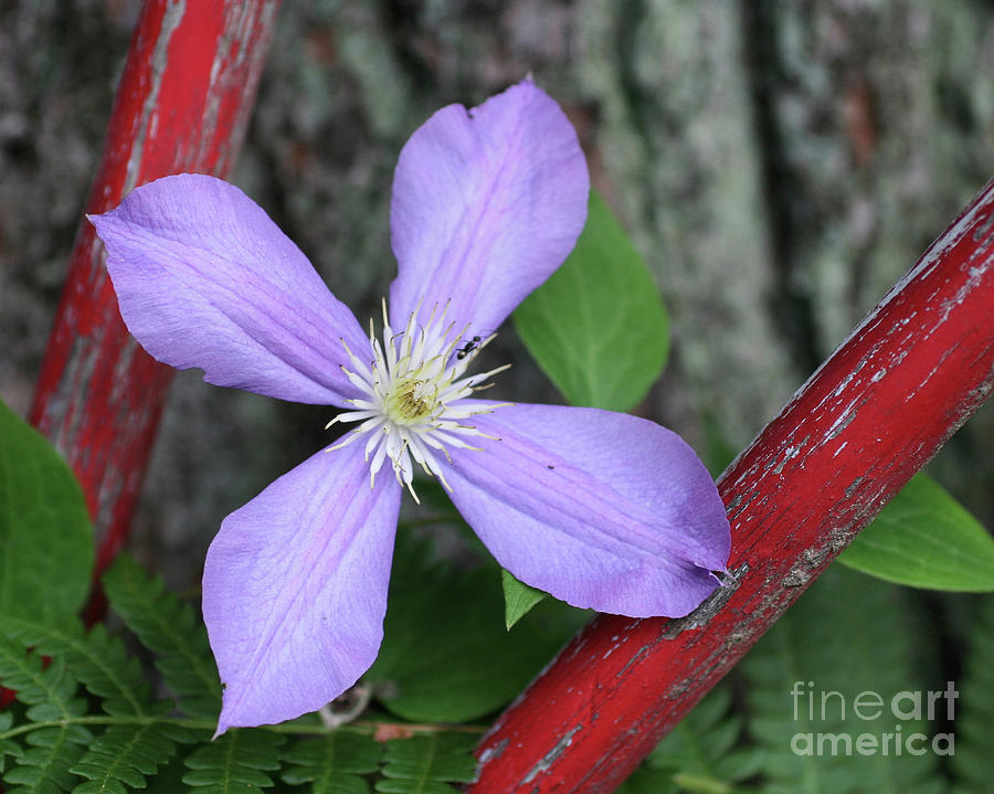 Single Clematis Photograph by Smilin Eyes Treasures