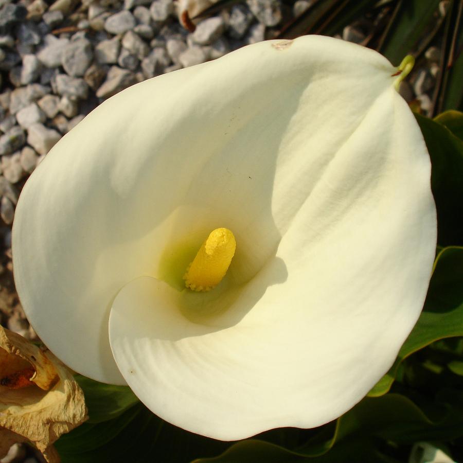 Single Cream White Calla Lily With Garden Background Photograph by Taiche Acrylic Art